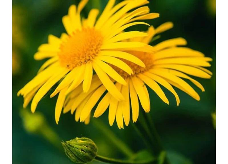  Arnica Extract 