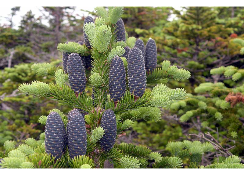  Abies Balsamea Balsam Extract 