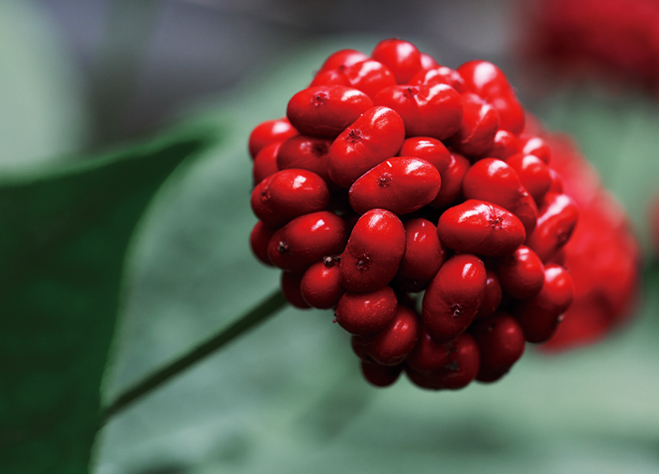  Panax Ginseng Berry Extract 