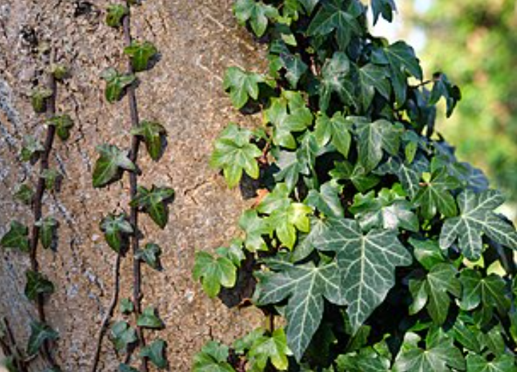  Hedera Helix 