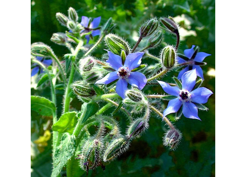  Borage Seed Oil 