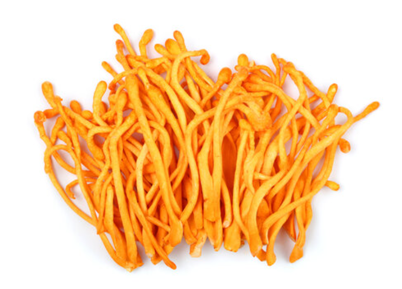  Cordyceps Militaris Extract 
