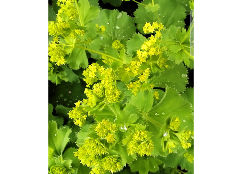  Alchemilla Vulgaris Extract 
