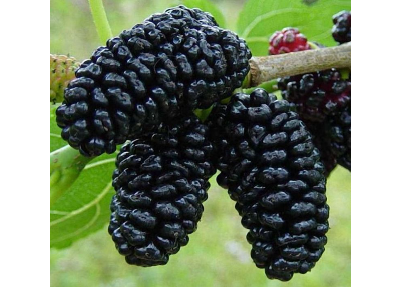  Black Mulberry 