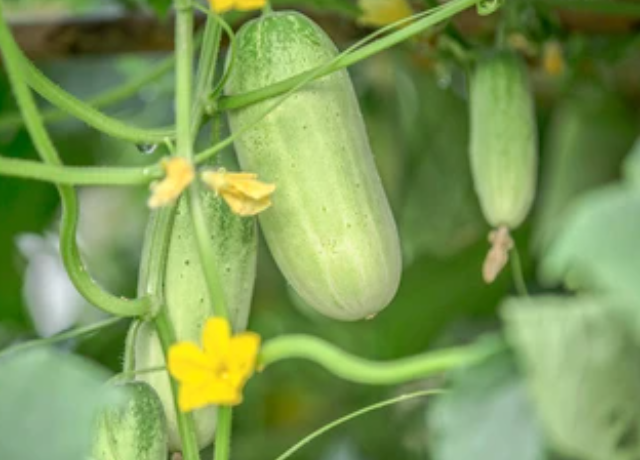  Cucumis Sativus (Cucumber) Fruit Extract 
