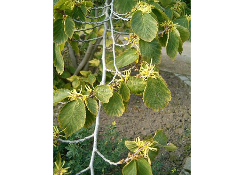  Hamamelis Virginiana 