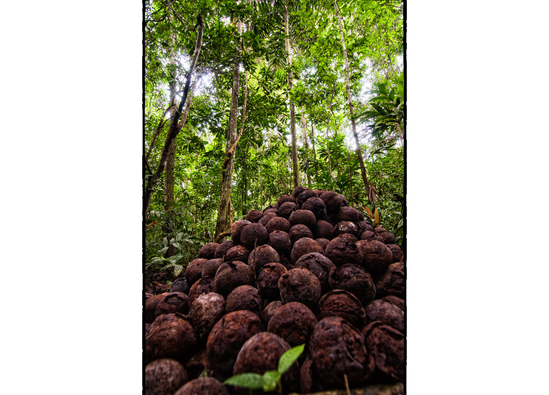  Bertholletia Excelsa Extract 