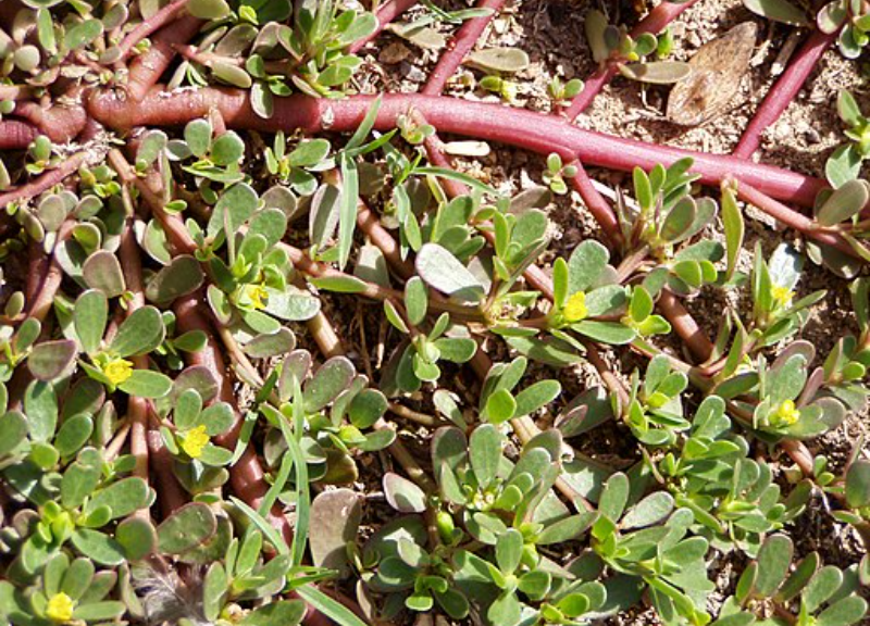  Lactobacillus/​Portulaca Oleracea Ferment Extract 