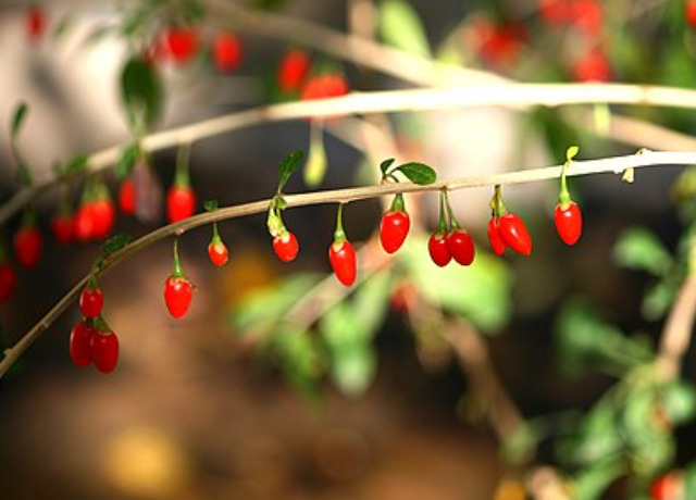  Lycium Chinense Fruit Extract 