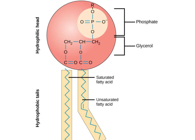  Phospholipids 