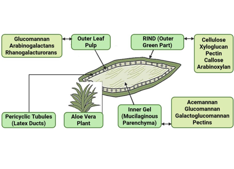  Aloe Barbadensis Leaf Polysaccharides 
