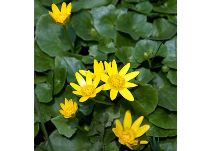  Ranunculus Ficaria 