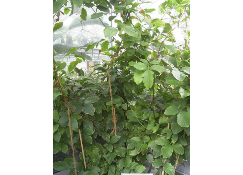  Guarana Extract 