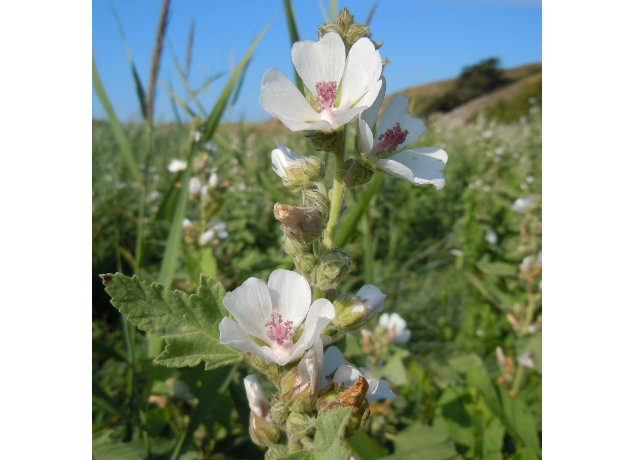  Althaea Officinalis 