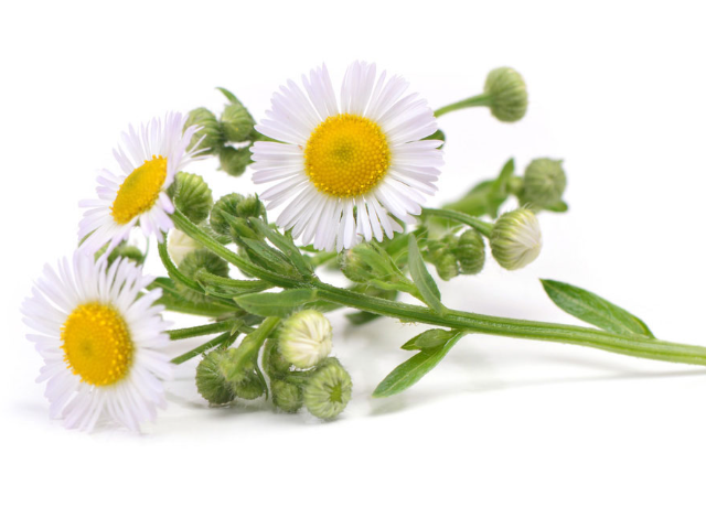  Anthemis Nobilis (Chamomile) Flower Extract 