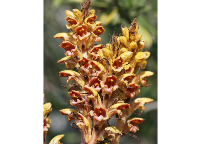  Orobanche Rapum Extract 