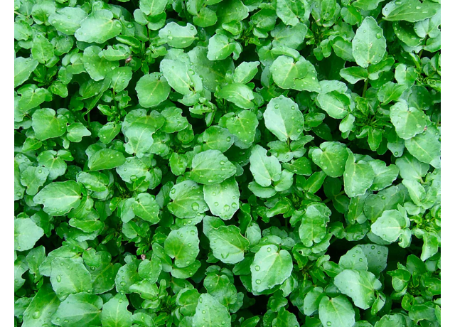  Watercress Extract 