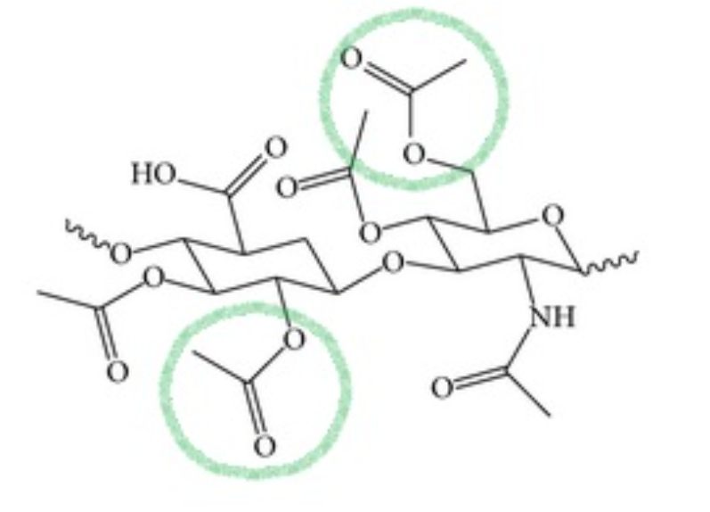  Sodium Acetylated Hyaluronate 