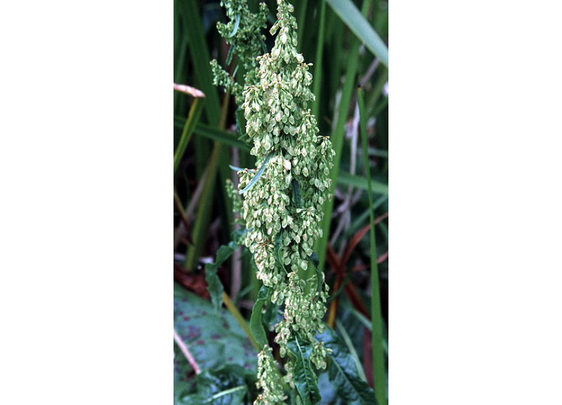  Rumex Occidentalis Extract 