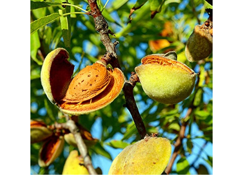 Prunus Dulcis 