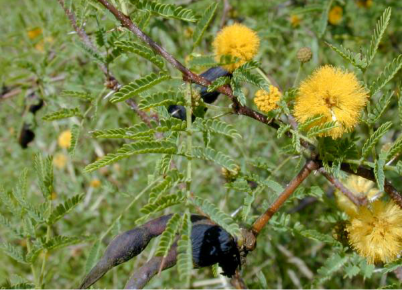  Acacia Farnesiana Extract 