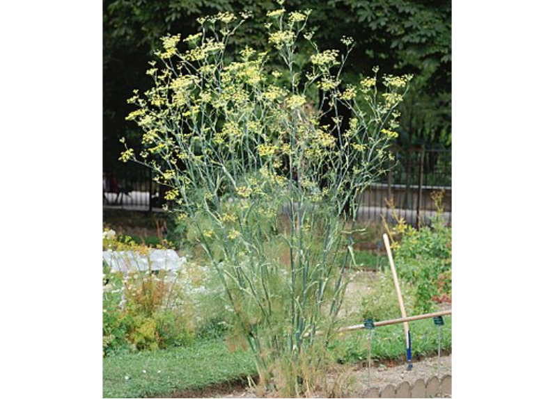  Fennel Extract 