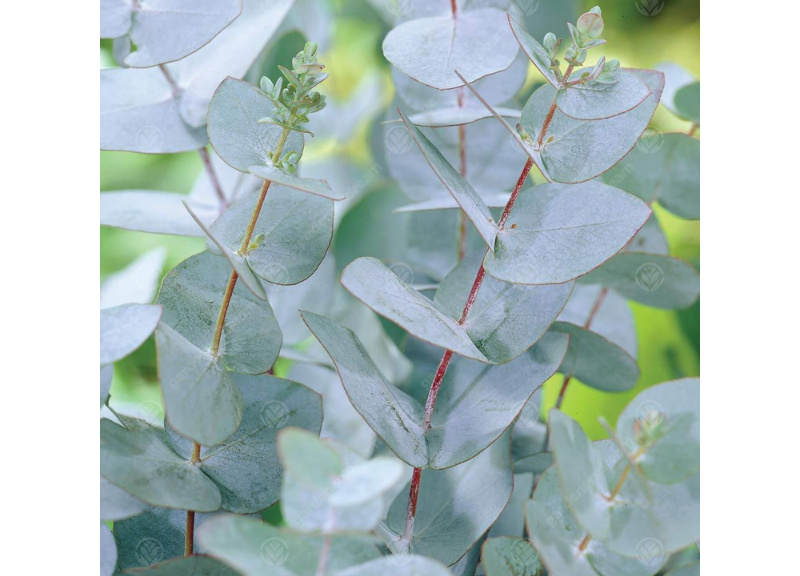  Eucalyptus oil 