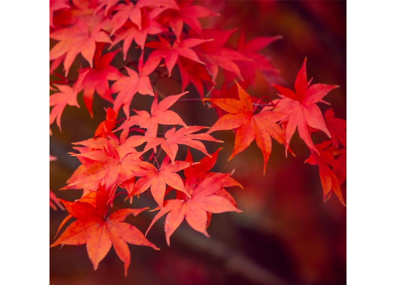  Acer Saccharum (Sugar Maple) Extract 