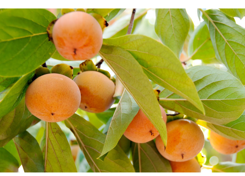  DIOSPYROS KAKI FRUIT EXTRACT 