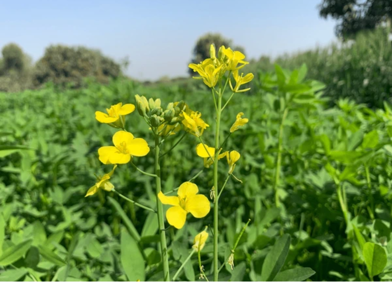  Brassica Campestris 