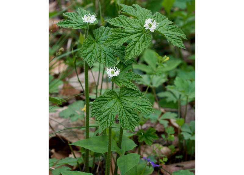  Hydrastis Canadensis 