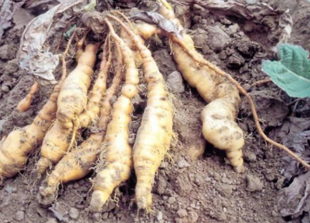  Rehmannia Chinensis Root Extract 