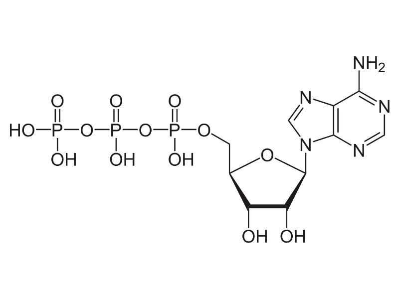  Adenosine Triphosphate 