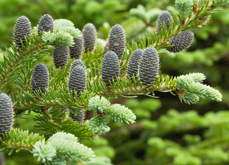  Abies Balsamea Needle Oil 