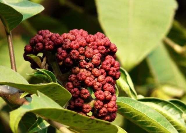  Evodia Rutaecarpa Fruit Extract 