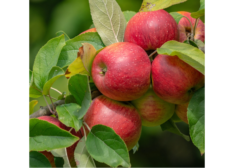  Pyrus Malus Fruit Extract 