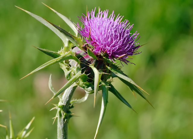  Silybum Marianum (Lady's Thistle) Extract 