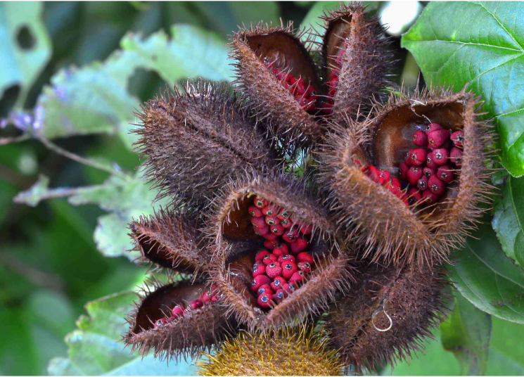  Annatto extract 