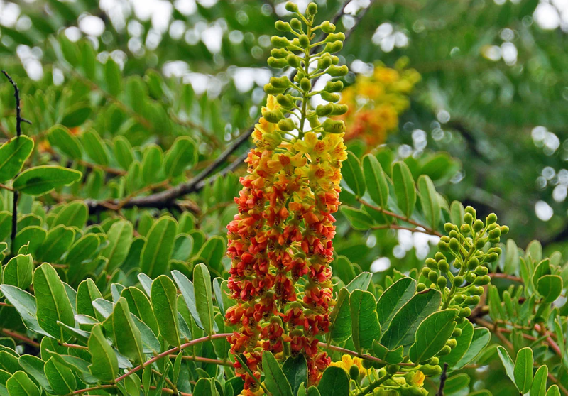  Caesalpinia Spinosa (Tara) Fruit Pod Extract 