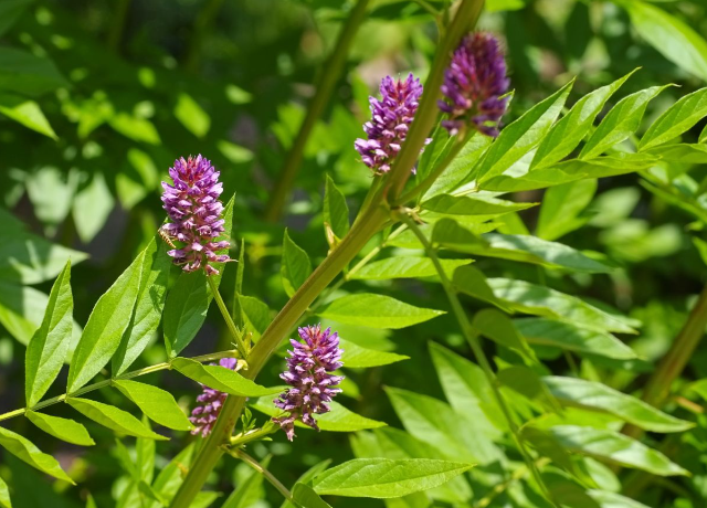  Licorice Extract 