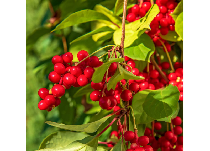 Schisandra Chinensis Fruit Extract 