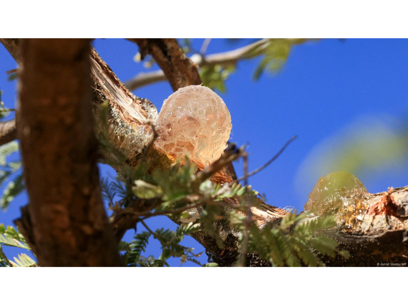  Acacia Senegal Gum 