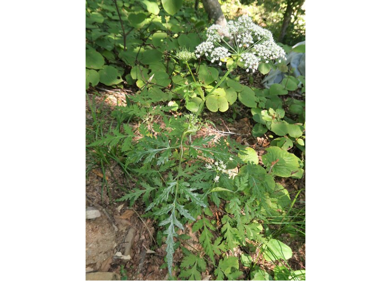  Saposhnikovia Divaricata Root Extract 