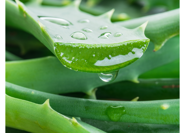  Aloe Barbadensis Leaf Powder 