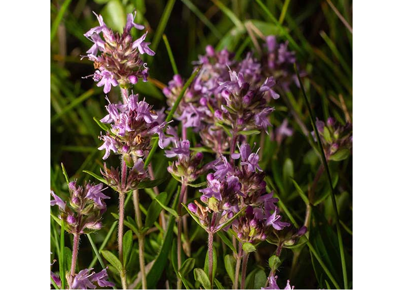  Thymus Vulgaris (Thyme) Extract 