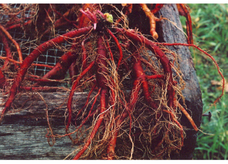  Salvia Miltiorrhiza Root Extract 