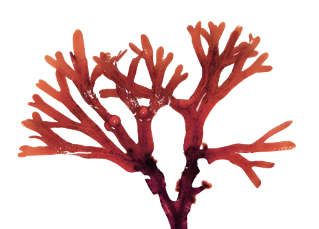 Ahnfeltia Extract 