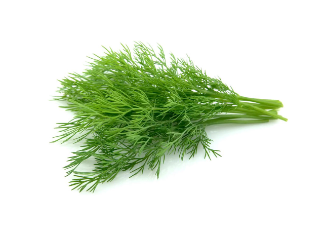  Anethum Graveolens 