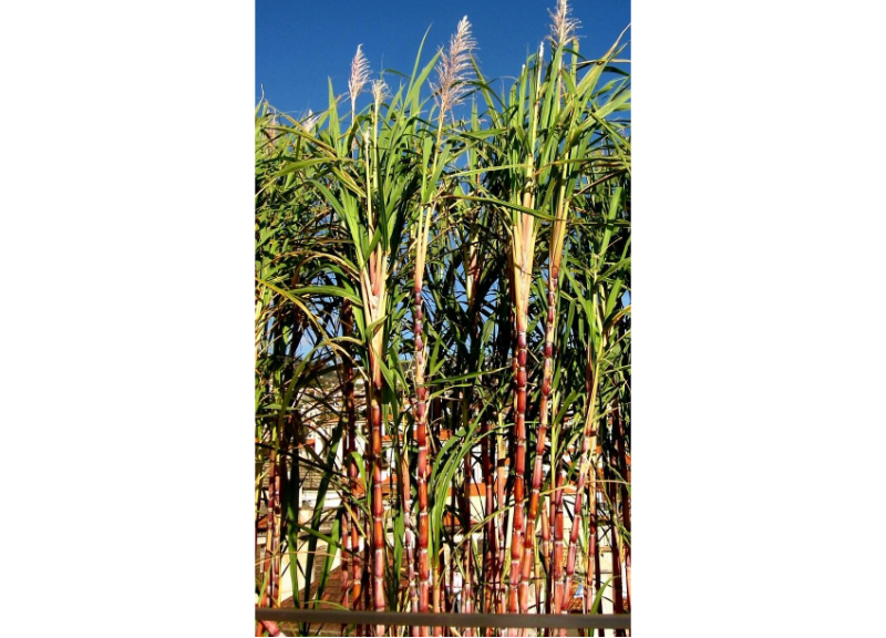  Saccharum Officinarum (Sugar Cane) Extract 