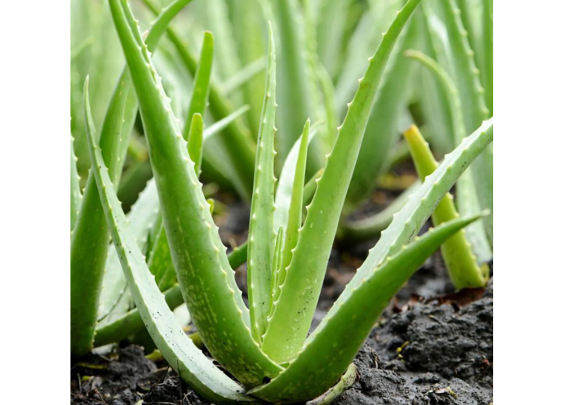  Aloe Ferox Leaf Juice 